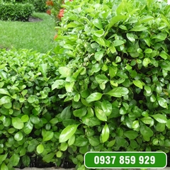 Cây Ắc Ó