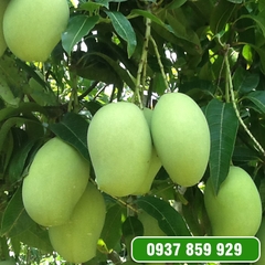 Cây Xoài