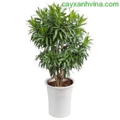 Cây Trúc Bách Hợp