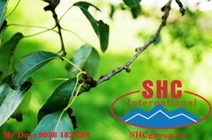 bột đá caco3 giúp lá xanh