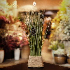 Cây cỏ