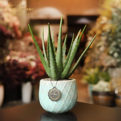 Cây Aloe Vera (Cây Lô Hội)