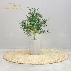 Cây oliu THUY142