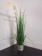 Cây lan thủy mặc trắng (Giá cây không chậu)