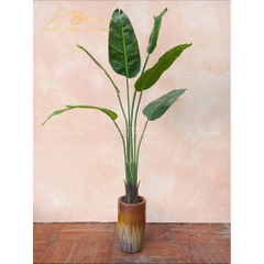 Cây chuối cảnh (Giá cây không chậu)