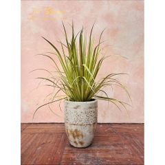 Cây cỏ lá rộng (Giá cây không chậu)