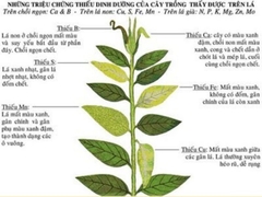 Vai trò của canxi đối với cây trồng