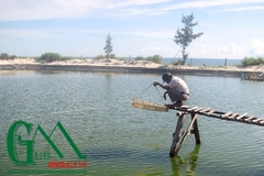 Quảng Bình: Phục hồi nuôi trồng thủy sản sau sự cố môi trường biển