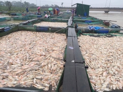 Thừa Thiên Huế: Hàng trăm tấn cá bè chết trắng sông, người dân khóc nức nở Thừa Thiên Huế: Hàng trăm tấn cá bè chết trắng sông, người dân khóc nức nở