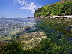 san hô phú quốc