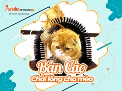 BÀN CÀO - CHẢI LÔNG CHO MÈO