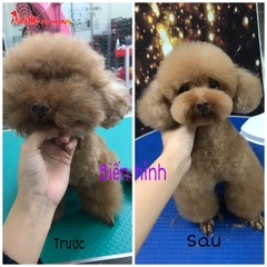 DỊCH VỤ CẮT TỈA LÔNG CHO CHÓ MÈO - GROOMING THẨM MỸ CHẤT LƯỢNG