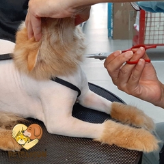 Combo Trọn Gói Tắm Vệ Sinh & Cắt Tạo Kiểu