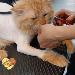 Combo Trọn Gói Tắm Vệ Sinh & Cắt Tạo Kiểu