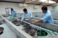 Giải pháp phát triển ngành nuôi tôm bền vững tại Việt Nam
