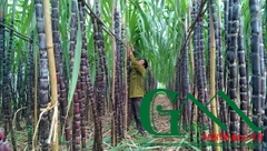 Kỹ thuật bón vôi cho cây mía