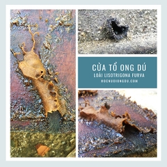 Ong Dú Giống Lisotrigona Furva