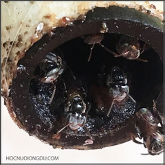 Giống Ong Dú Meliponini | Stingless Bees