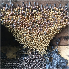 Giống Ong Dú Meliponini | Stingless Bees