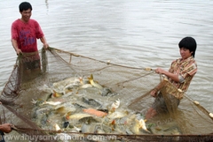 Hà Nội: Hiệu quả từ nuôi thủy sản tập trung quy mô lớn