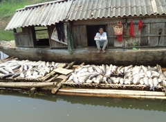 Vụ nước sông đổi màu, cá chết: Bộ Tài nguyên và Môi trường vào cuộc