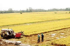 Ổn định nguồn nguyên liệu xuất khẩu nông thủy sản: Cần hệ thống canh tác thích ứng 