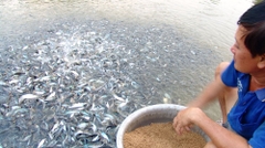 Người ươm cá tra giống lỗ nặng