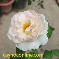 Tree rose sharifa asma