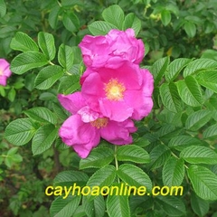 Hoa hồng nhật (ROSA RUGOSA)