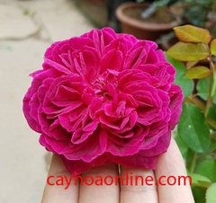 Hoa hồng william shakespeare 2000 (ws2000)