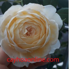 Hoa hồng CLAIRE AUSTIN