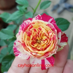 Hoa hồng pink ranuculla