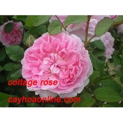Hồng leo cottage rose giâm cành