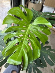 CÂY TRẦU BÀ - MONSTERA