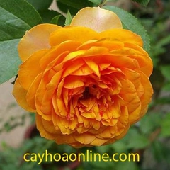 Tree rose khủng honey caramel