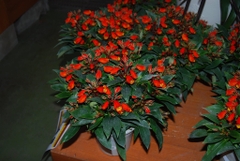 Cây bolivian sunset hoa đỏ cam rực rỡ lại siêu sai hoa