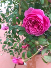 Hoa hồng wisley 2004