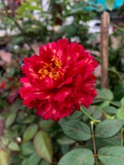 Hoa hồng ligare