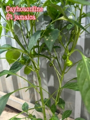 Ớt jamaica quả to