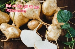 Hạt giống củ đậu gói 25 hạt năng suất cao nhập Thái Lan (yan bean)