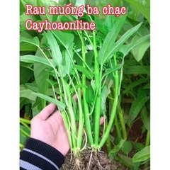 Hạt giống rau muống ba chạc bốn mùa gói 100 hạt