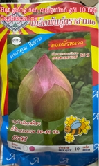 Hạt giống hoa sen cung đình gói 10 hạt (sen bách diệp) nhập Thái Lan
