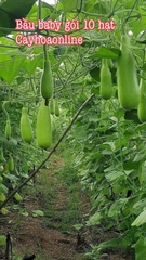 Hạt giống bầu baby 4 mùa gói 10 hạt nhập Thái Lan