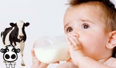 Tại saokhông nên cho trẻ dưới 12 tháng tuổi uống sữa bò?