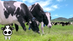 Kỹ Thuật chọn bò sữa và phối giống 2017