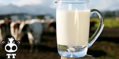 Nhu cầu sử dụng sữa bò tươi trên thế giới