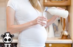 Sữa bò tươi nguyên chất hữu hiệu với phụ nữ mang thai