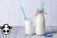 Uống sữa bò tươi nguyên chất có tốt không ?
