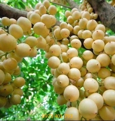 Cây Giống Bòn Bon