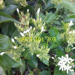 cây giống chè vằng